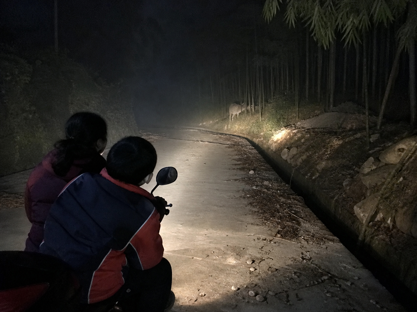 山路白兽